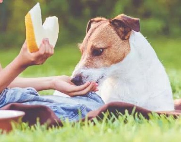 Can Dogs Eat Cantaloupe? A Comprehensive Guide
