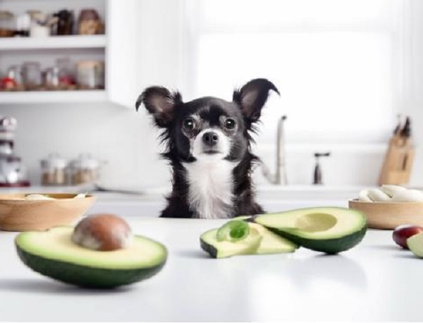 Can dogs eat avocado?