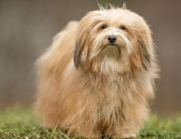 Havanese Dog: Characteristics, Care Tips, and Breed Information for Pet Owners