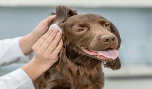 How to Clean a Dog’s Ears: A Guide to Proper Ear Cleaning for Your Dog