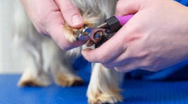 How to Safe Dog Nail Trimming
