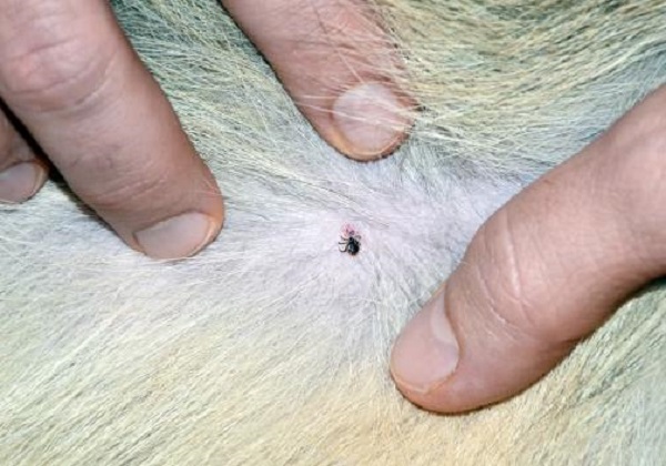Lyme Disease in Dogs: Symptoms, Treatment, and Prevention Tips