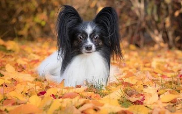 Papillon Dog: A Comprehensive Guide to Care, Training, and Characteristics