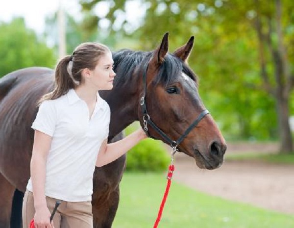 Morgan Horse: Breed Profile, Training, Grooming Tips