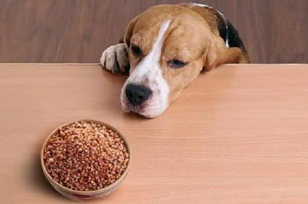 Can Dogs Eat Quinoa: Is It Safe to Include in Your Pet’s Diet?