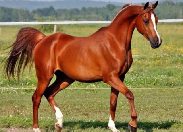 Arabian Horse: Unveiling the Distinctive Characteristics and Breed Profile