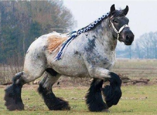 Ardennes Horse: Unveiling Characteristics, Care Tips, and Breed Insights