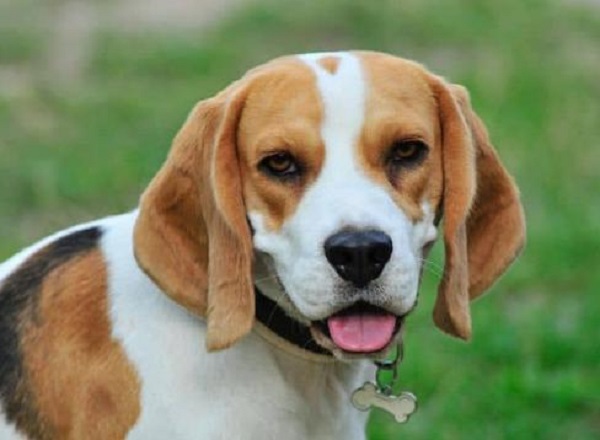 Beagles: Characteristics, Care Tips, and Fun Facts