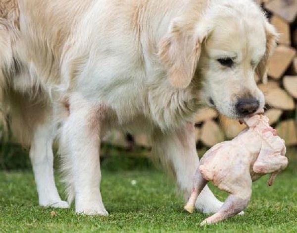 Can Dogs Eat Raw Chicken? Unveiling the Risks and Benefits