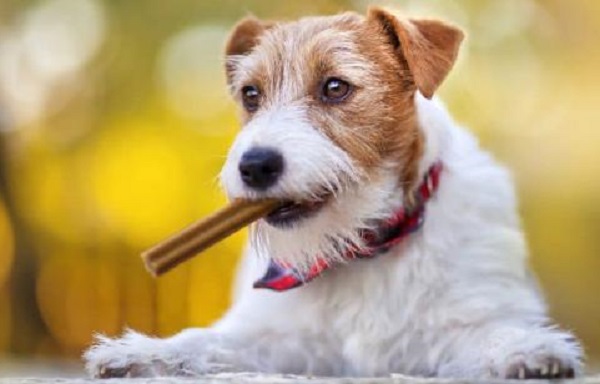 Choosing Safe Edible Chews for Your Dog: A Quick Guide