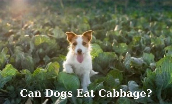 Can Dogs Eat Cabbage? Guidelines on Safe Consumption and Portions