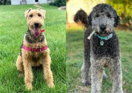 Airedoodle: Unveiling the Allure of Airedale Terrier and Poodle Mix Breeds