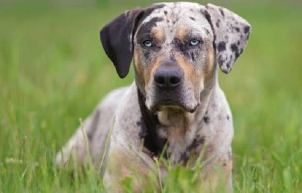 American Leopard Hound: Unveiling In-Depth Dog Breed Information