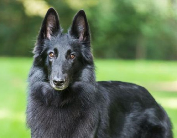 Belgian Sheepdog: Characteristics and Care Guide