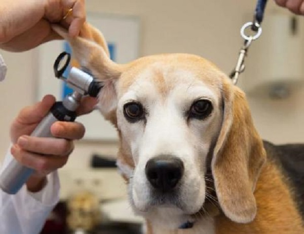 Recognizing Canine Ear Infections: Telltale Signs of Allergy-Related Issues in Your Dog