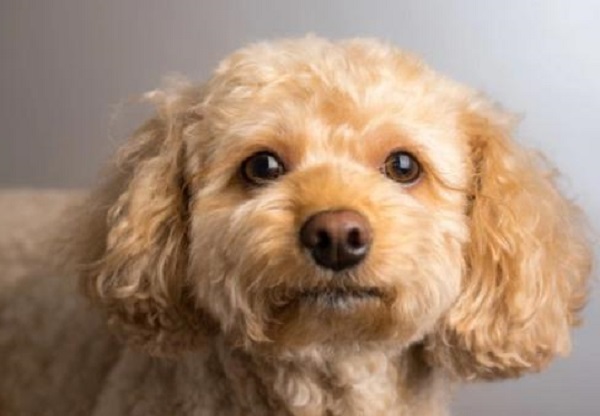 Cavapoo: Unveiling Information and Traits of this Delightful Dog Breed