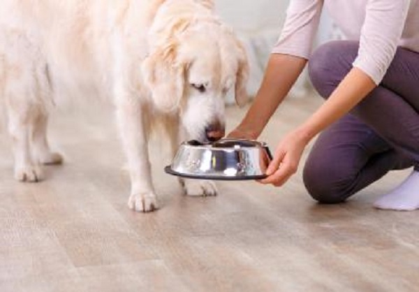 What’s the Optimal Diet for Dogs Diagnosed with Diabetes?