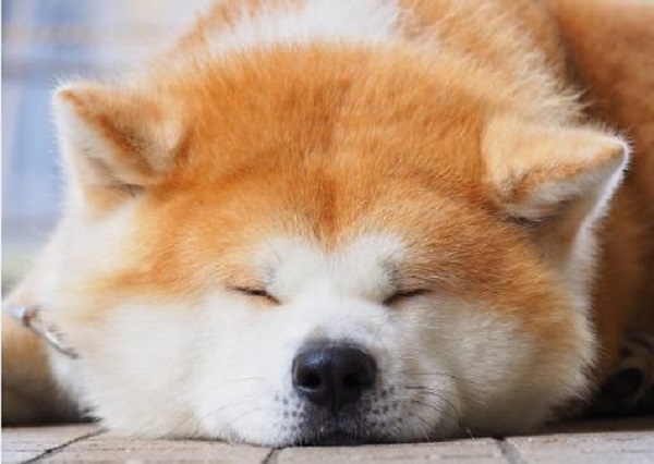 Akita: Exploring Dog Breeds, Description, Temperament, and Fascinating Facts
