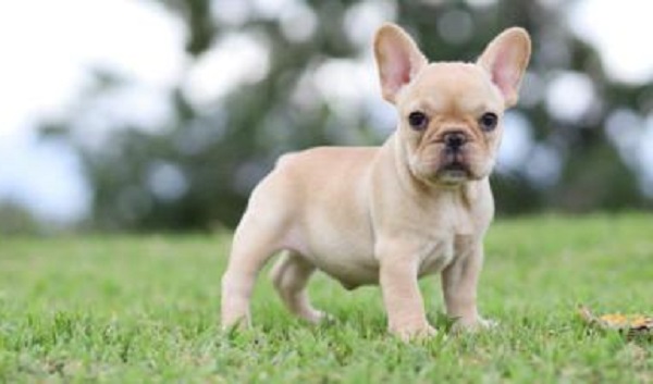 Decoding Fluffy French Bulldog: All You Need to Know!