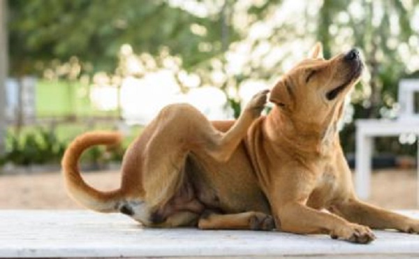 Effective Home Remedies for Alleviating Itchy Skin in Dogs