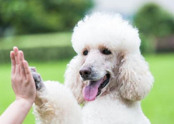 Discovering the Poodle: A Smart and Adorable Dog Breed