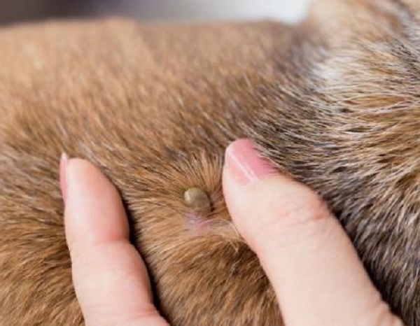 Comprehensive Guide to Ticks in Dogs: Prevention, Identification, and Treatment Tips