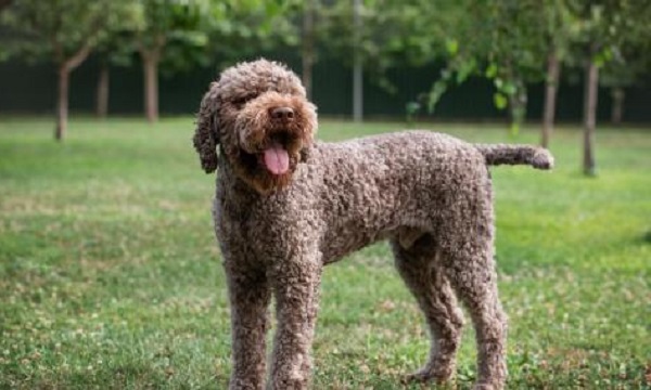 Lagotto Romagnolo: A Guide to Understanding the Breed and Proper Care