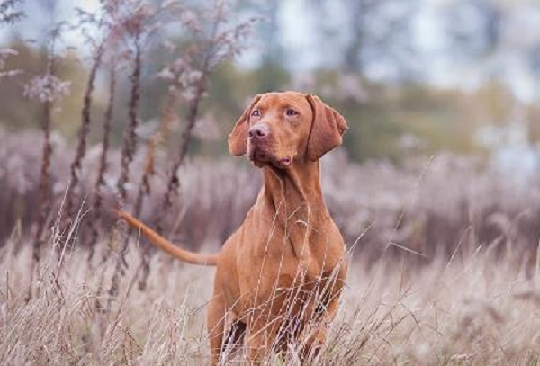 Vizsla Dogs: Unveiling Breed Characteristics and Proper Care Tips